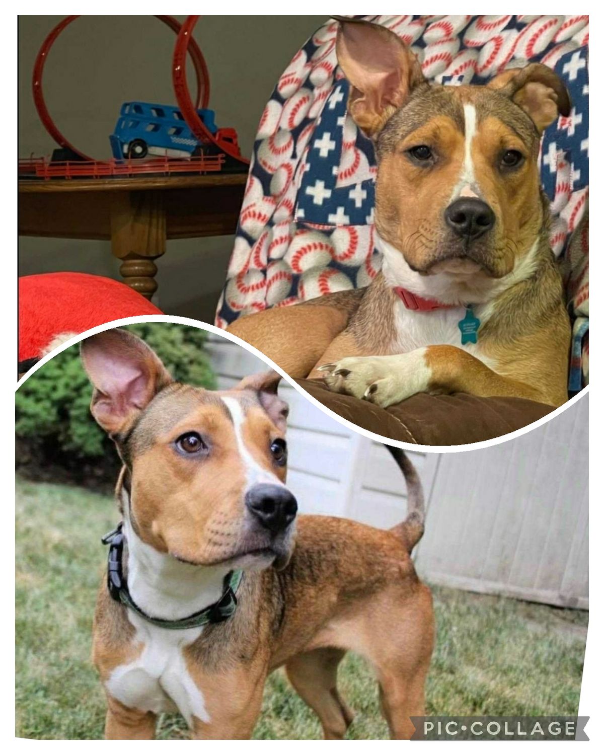Our First Dog!